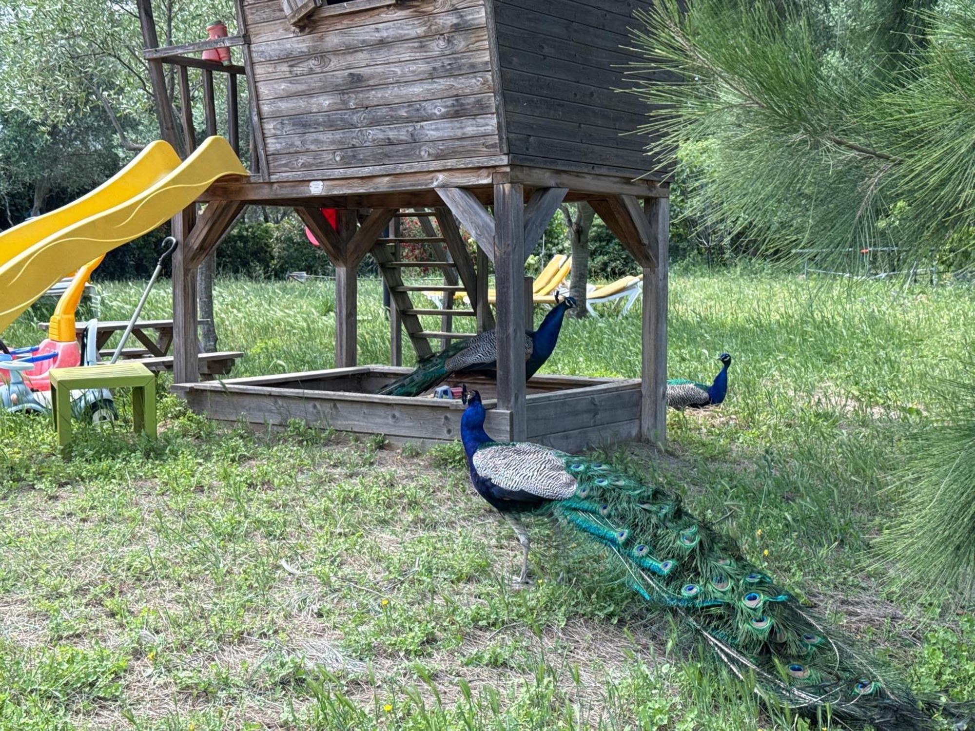 Gite Au Paradis, Parc Animalier Olmeta-di-Tuda Esterno foto